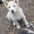 Husky/Border Collie mix puppies 3 thumbnail