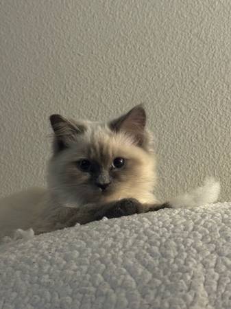 Rehoming Siamese Kitten-Female (Henderson)63860183553665120