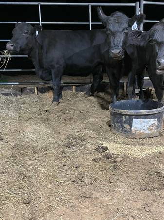 Angus cattle 1