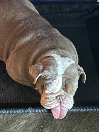 Rehoming English Bulldog (Kirkland)63654944673281124