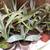 SALE on Agave - small and medium size 2 thumbnail