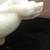 Antique asian white jade stone footed bowl dragon handles 2 thumbnail