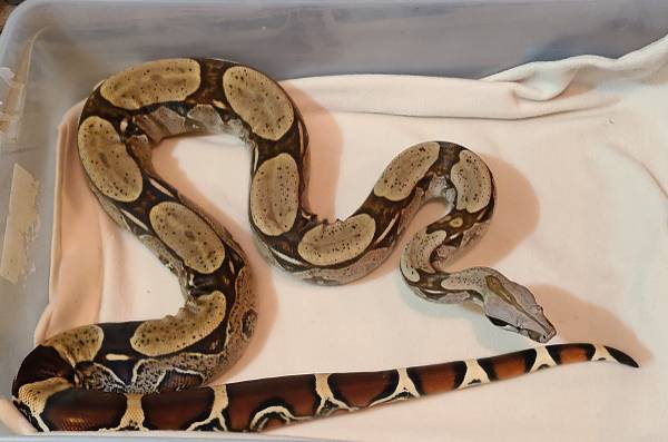 Snakes Available for Adoption 1