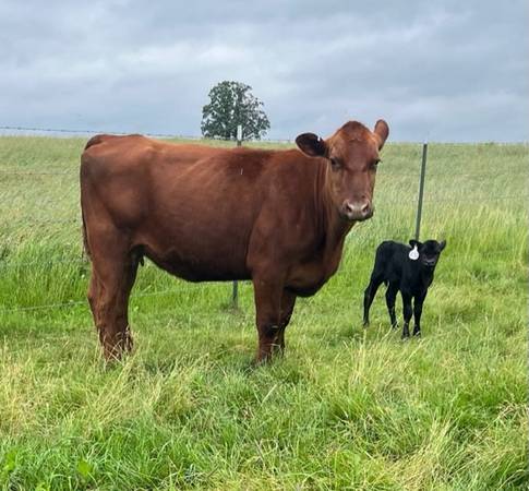 Wanted:  2 older cows with calves at side 1