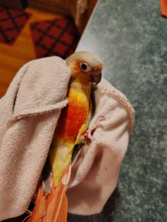 Loro perdido 7/11 (Afton)64144107111297121