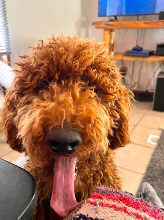 Missing goldendoodle 1