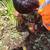 Yard drains/ roof drains/ sewer drains jetted 2 thumbnail