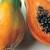 Papaya plants 1 thumbnail