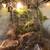 Gecko tank full set up fully automated water and light system+plant light+isopod 5 thumbnail