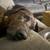 Loving Home Needed for Loki – 5-Year-Old Mountain Cur/Hound Mix 3 thumbnail