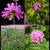 50-75% Off Scented Geranium Collection 2 thumbnail