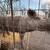 Small Feeder Pigs 3 thumbnail