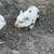 Mini pigs for sale 8 thumbnail