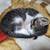Kitten male 12 thumbnail