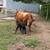 Mid size cow 5 thumbnail