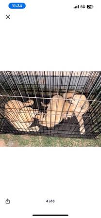Pyrenees and anatolian shepherds puppies (Oklahoma City)63976603473794124