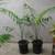 Ivovowo palms   ////   DYPSIS lanceolata --- 5/10 gallon and 17" 10 thumbnail