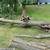 Black walnut log 3 thumbnail