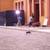 Dog training, handler & Walker 10 thumbnail