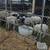 Ponies , cow, sheep, goats, ducks, chickens 3 thumbnail