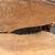 Horse Saddle 22 thumbnail