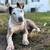 Full blooded pit puppy 2 thumbnail