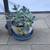 2 cute ceramic cups full of succulents 3 thumbnail