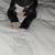 American Bulldog/Staffordshire Terrier for sale 5 thumbnail