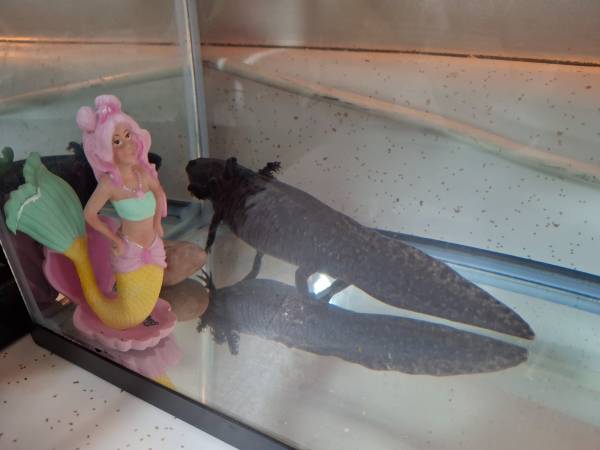 Wild type (black) female Axolotl 1