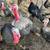 Turkeys 3 thumbnail
