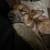Rehoming dog 6 thumbnail