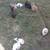 Standard rex rabbits 1 thumbnail