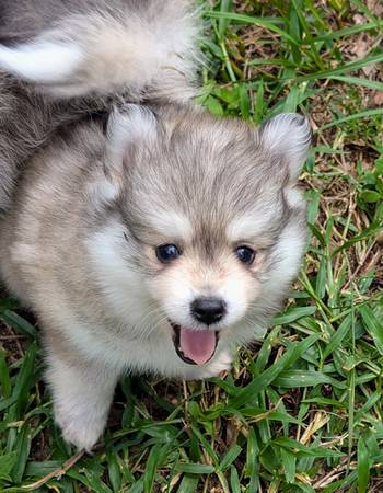 Mini and micro size pomsky pups64002723103233124