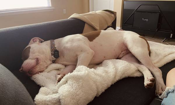 Rehoming Dog: Bully mix (Jacksonville)63682016090625121