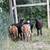 Purebred Katahdin Hair Sheep Looking For New Pastures 6 thumbnail