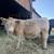 4H/FFA Steer 2 thumbnail