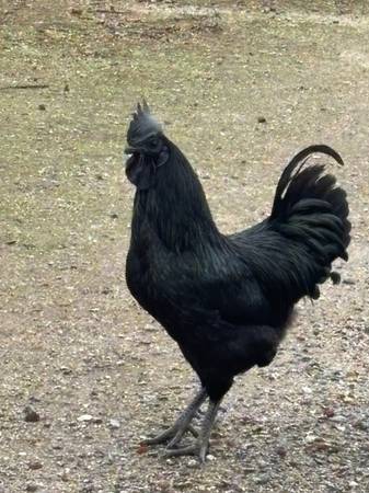 Ayam cemani chicks 1