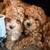 Toy Poodles 6 thumbnail