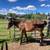 Two year old Gelding 3 thumbnail