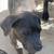 1 Male Cane Corso 5 thumbnail