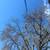 🌳🌲🏡Tree Service,Tree Removal,Stump Grinding,Tree Trimming 20 thumbnail