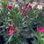 Beautiful Lush Oleander 2 thumbnail