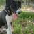 Rehoming 1 year old pup 2 thumbnail