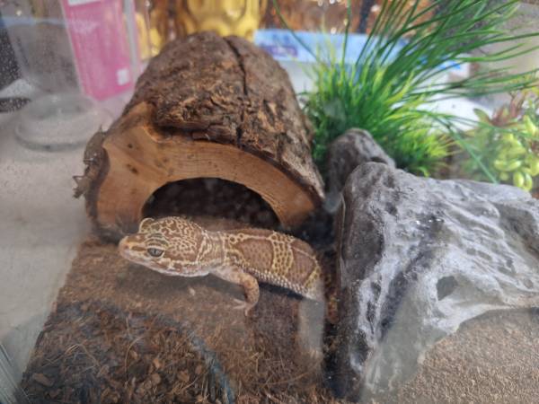 Leopard Gecko with Terrarium & Heat Lamp $20 (Wenatchee)63761992546691120