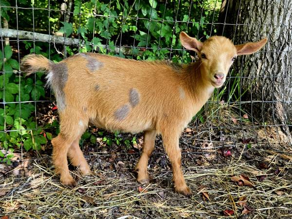 ADGA Nigerian Dwarf Starter Herd - $600 (Sevierville)63441377855361123