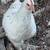 Hens/roosters for sale 1 thumbnail
