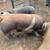 Butcher Pigs 6 thumbnail