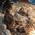 Young Guinea Fowl (Keets) 1 thumbnail