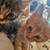 Kittens! Need a home! 7 thumbnail