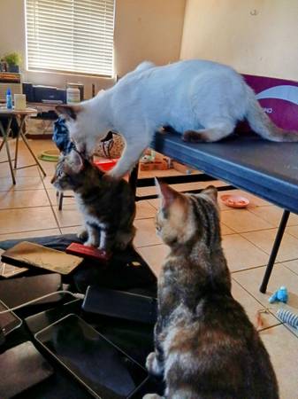 Ready for rehoming (Los Angeles)64036433184898121